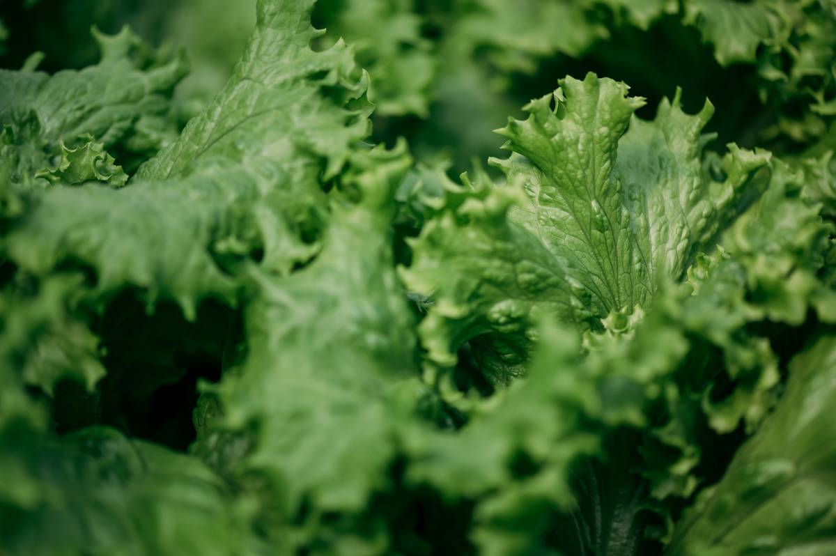 Fresh Organic Greenleaf: 7 Proven Tips to Avoid Costly Mistakes