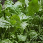 Organic Fresh Oakleaf: 7 Proven Tips to Avoid Costly Mistakes