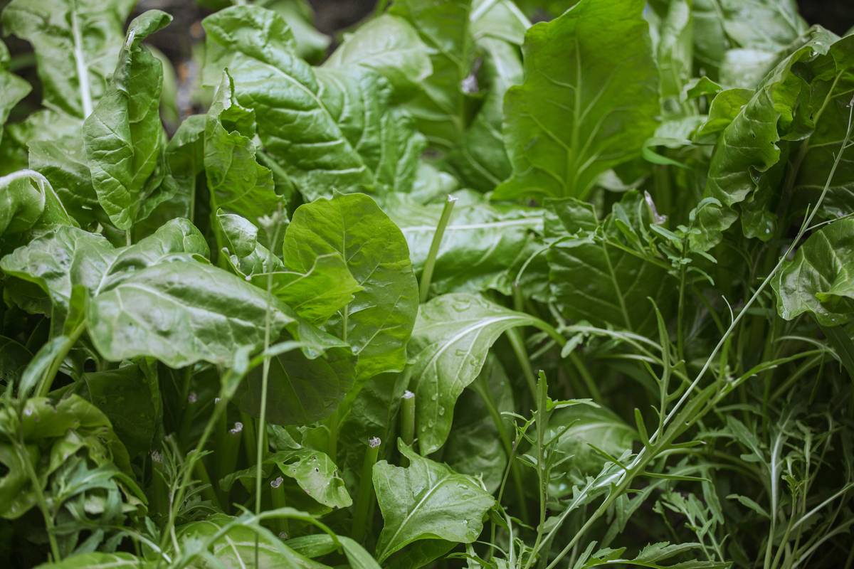Organic Fresh Oakleaf: 7 Proven Tips to Avoid Costly Mistakes