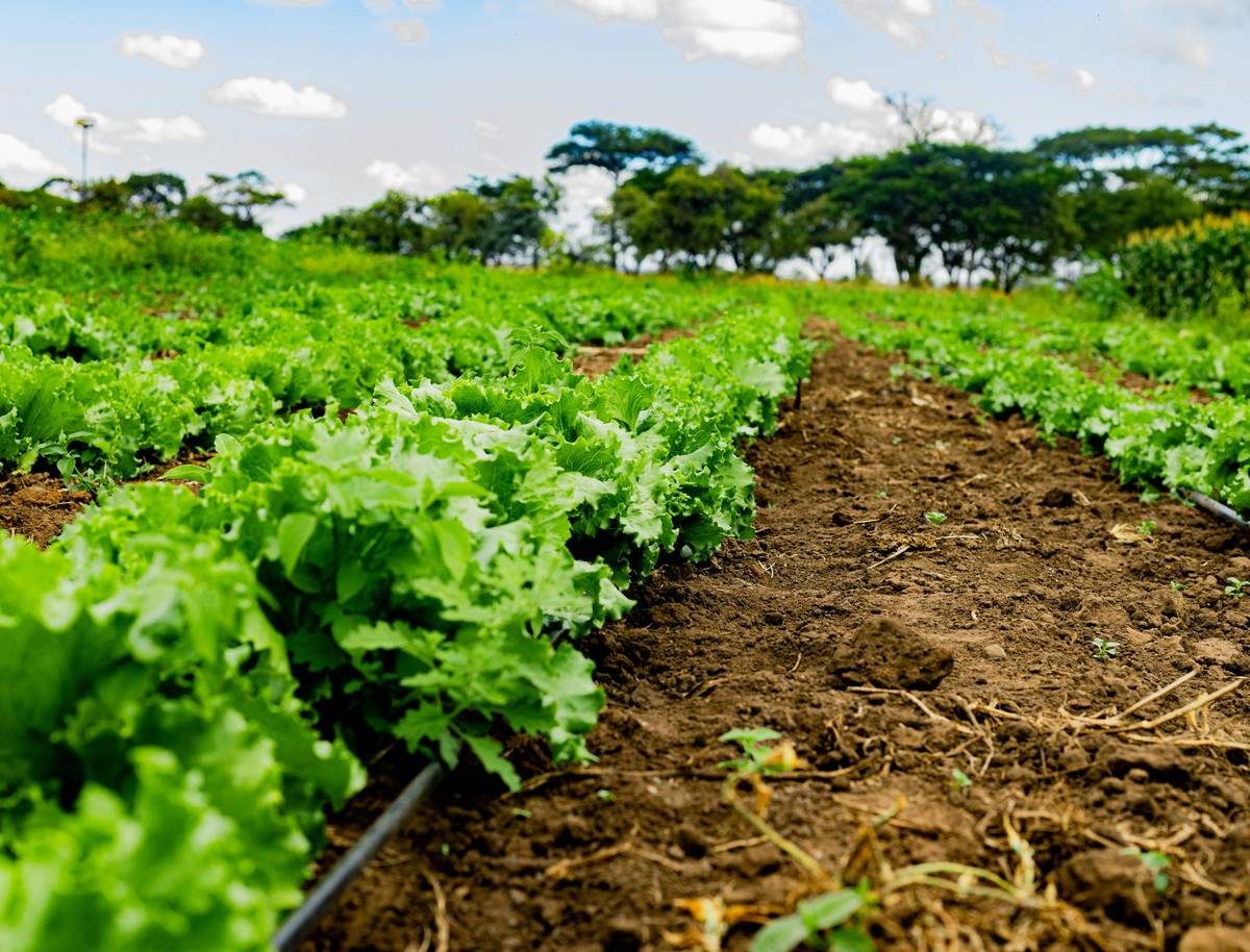 Close-up of hands harvesting leafy green vegetables in a sunlit organic farm field, agriculture farming vegetable