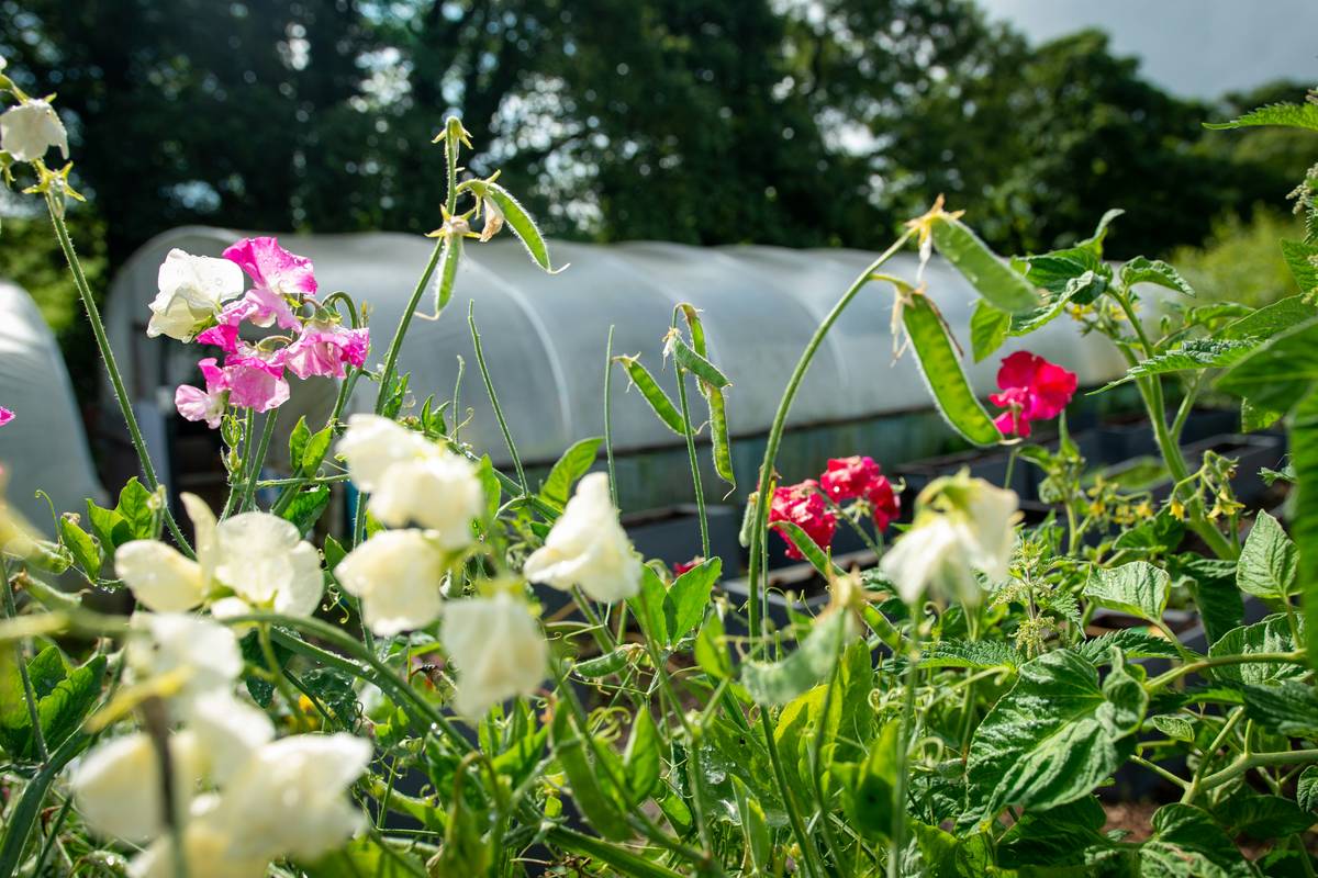 Sweet peas and bean plants grow near a greenhouse